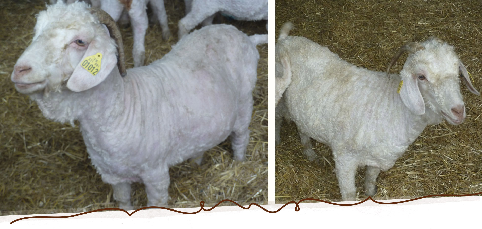 Slide_Mohair_7