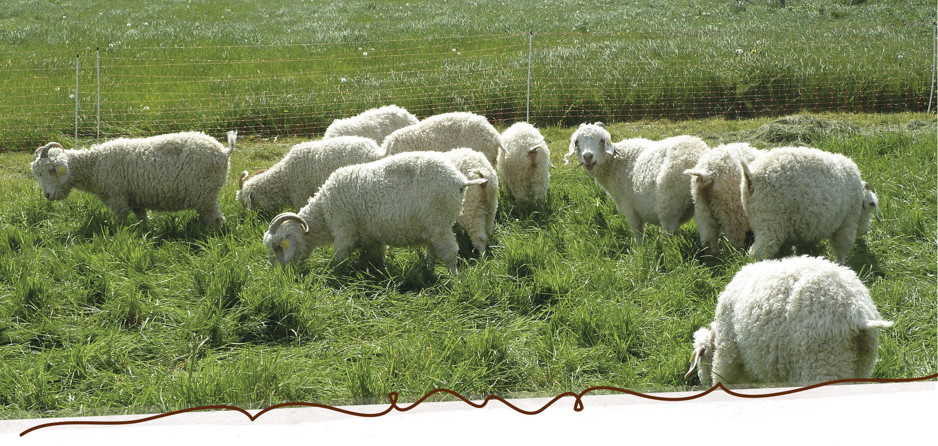 chèvres angora Mohair du Maine