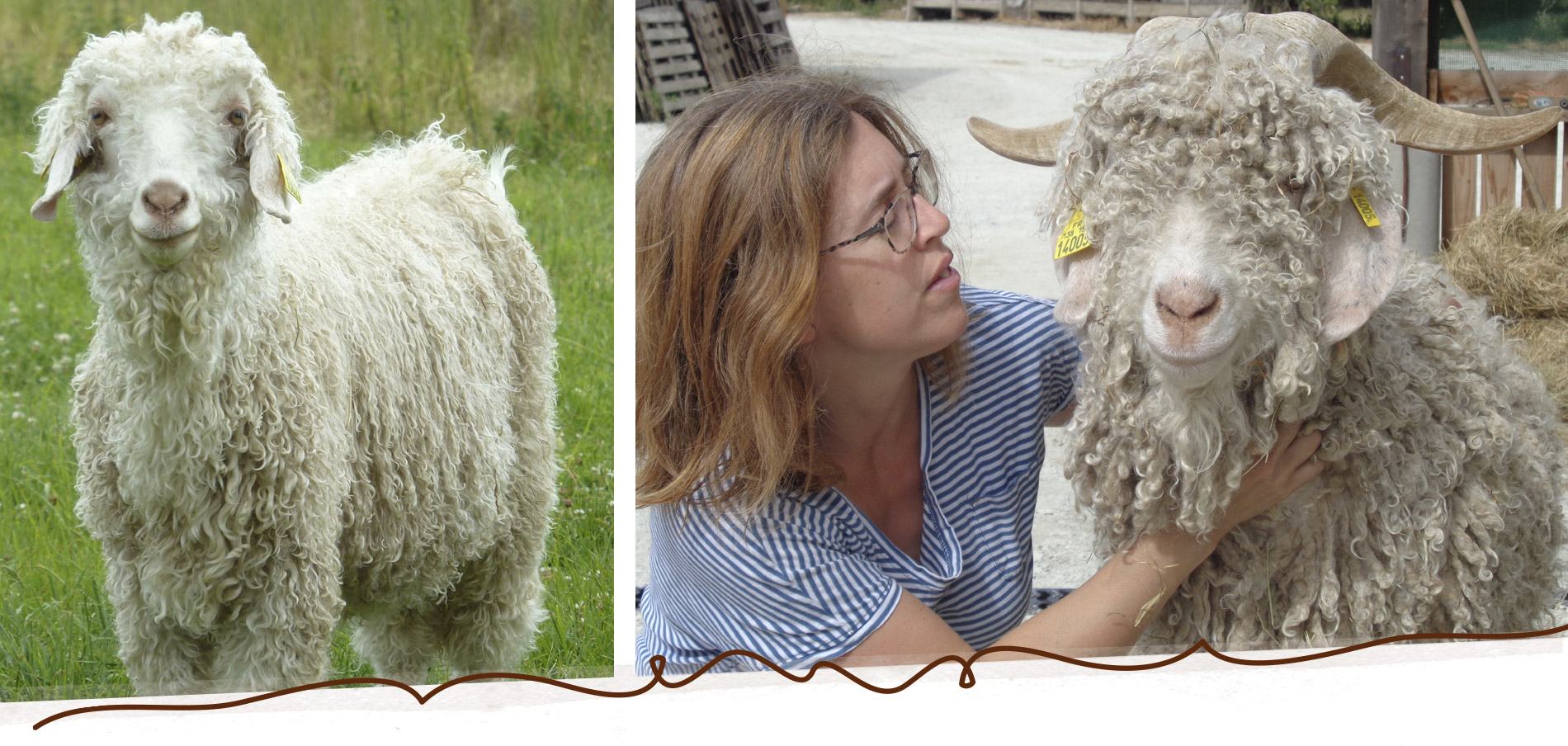 mohair du Maine